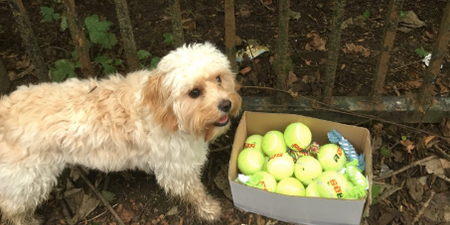 An adorable tennis ball tribute to a dog that passed away has absolutely broken us
