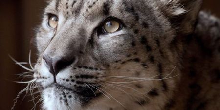 Snow leopard shot dead after escaping from England zoo enclosure