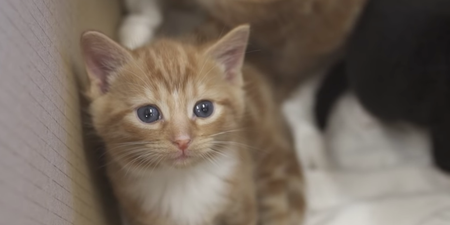 There’s a new Christmas ad about cute abandoned kittens and nah, too emotional