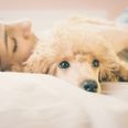 According to science, it’s better to sleep next to a dog than a man