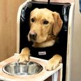 This adorable doggo has his own special chair because of a rare medical condition
