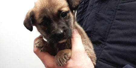 Neglected puppies found abandoned under rubbish pile in Longford