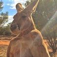 A famous 6ft 7 Australian kangaroo has passed away at the age of 12