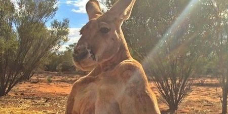 A famous 6ft 7 Australian kangaroo has passed away at the age of 12