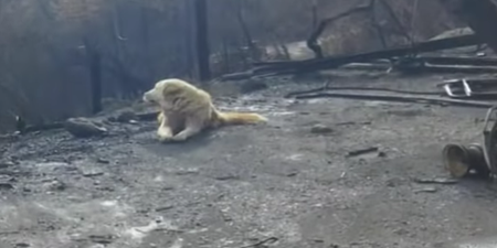 Dog waits for owner for one month in spot where their house burned down