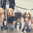 Dog leggings exist and they are just as wonderful as we could have imagined