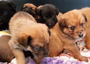 These abandoned puppies are looking for foster homes over the Christmas season