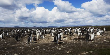 This picturesque island full of penguins is for sale – and you could probably afford it