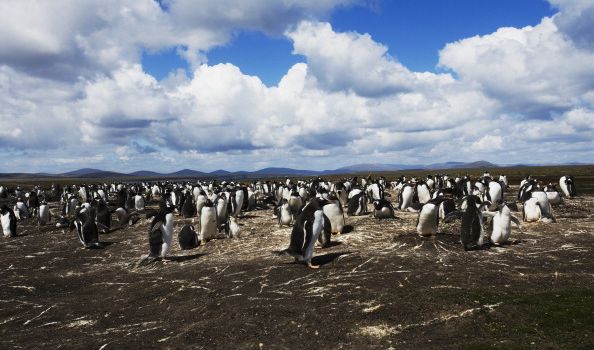 This picturesque island full of penguins is for sale - and you could probably afford it