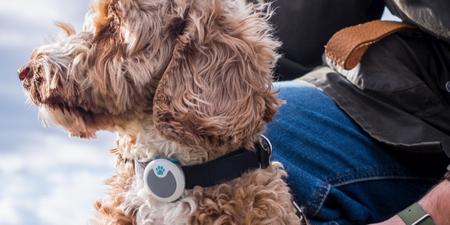 There’s a device that’s like a fitbit for dogs which is definitely necessary