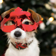 ISPCA issues warning about putting pets in costumes over the festive period