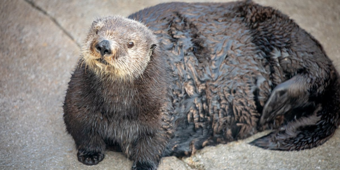 Plus size otter in a California aquarium sparks 'body pawsitivity' debate