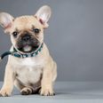 These were the 10 most popular DOG names last year