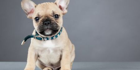These were the 10 most popular DOG names last year
