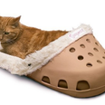Here’s a pet bed shaped like a giant Croc for you to put your animal in