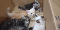 Large bulge in man’s trousers turns out to be four smuggled kittens