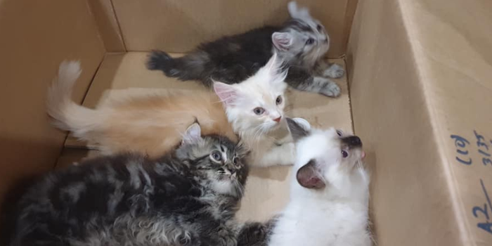 smuggled kittens