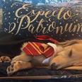 This dog responds to Harry Potter spells and it is totally magical