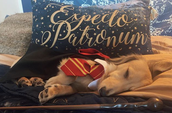 This dog responds to Harry Potter spells and it is totally magical