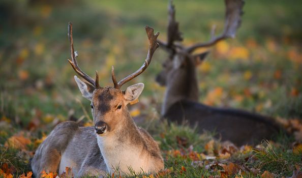 34 deer killed in Phoenix Park today in cull by park rangers