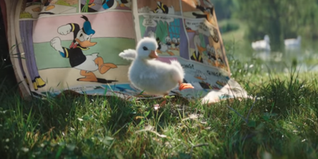 We have MELTED after seeing this video of a duckling obsessed with Donald Duck