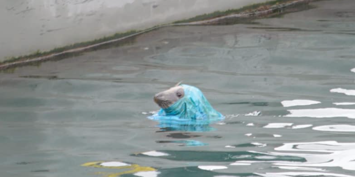 Upsetting image of seal struggling sparks calls for complete ban on plastic bags