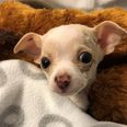 Small but mighty: 1lb puppy survived after being dropped in mid air by a hawk