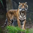 According to experts, tigers could become fully extinct in less than a decade