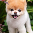Boo, the ‘world’s cutest dog’, has tragically died from a broken heart