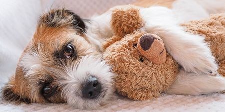 New animal study will investigate if dogs form a bond of attachment to their toys
