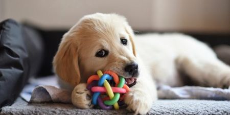 Company hiring someone to play with puppies all day in UK