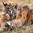 Two new tiger cubs have been born at Dublin Zoo and they are just the cutest