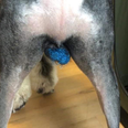 Important news: people are putting glitter on their dog’s ball sacks
