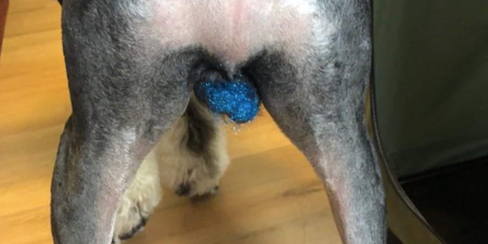 Important news: people are putting glitter on their dog’s ball sacks