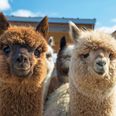 Therapy alpacas used to lift spirits of people with dementia in UK care home