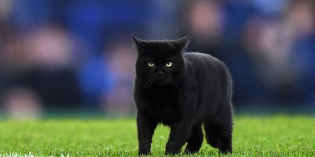 A black cat caused mayhem at an Everton game recently and we’re roaring laughing at the video