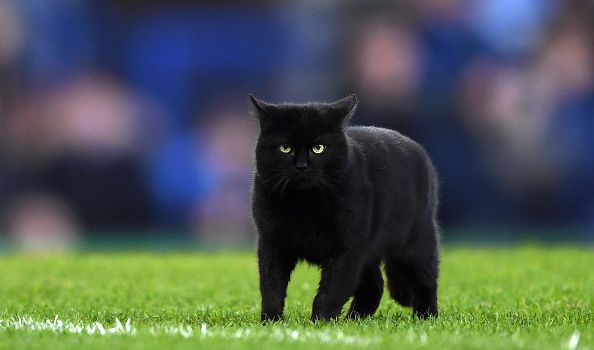 A black cat caused mayhem at an Everton game recently and we're roaring laughing at the video