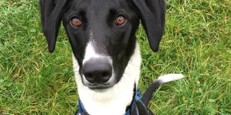 Hector has been named the UK’s loneliest dog and we just want to squeeze him