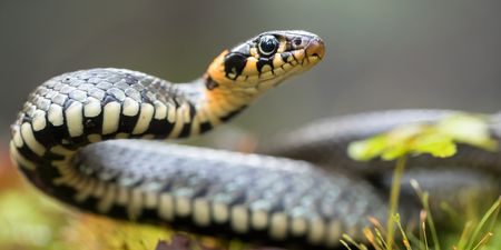 Your wish has been granted: An Aussie Zoo is letting you name a snake after an ex