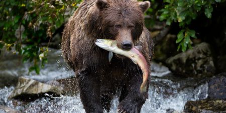 You can now name a salmon after your ex and watch it get eaten by bears