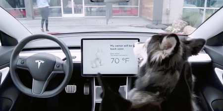 New ‘dog mode’ for Tesla cars will keep your good boys safe and sound