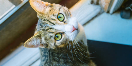 It turns out cats do recognise their names…and will ignore you just for the hell of it