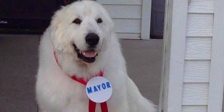 Duke, the good boy mayor of Minnesota town, has died