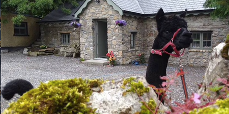 You can rent this alpaca farm in Laois and we’re going immediately