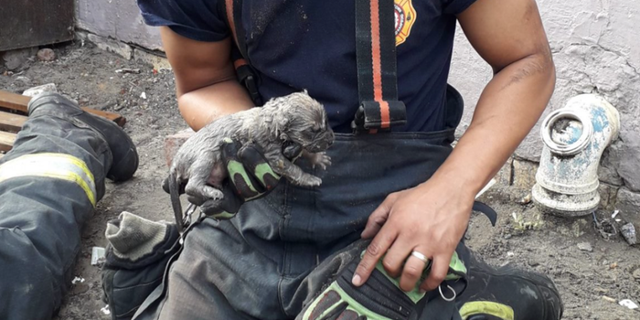 Tiny puppy recovering after 'terrifying ordeal' of being trapped in drain pipe