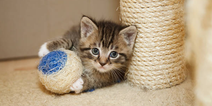 Little kitten born with a rare condition now able to walk again thanks to 3D printed leg
