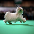 A comprehensive rundown of all the good boys spotted at Crufts 2019