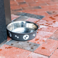 Deadly bacteria in dog bowls puts both animals and owners at risk