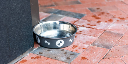 Deadly bacteria in dog bowls puts both animals and owners at risk