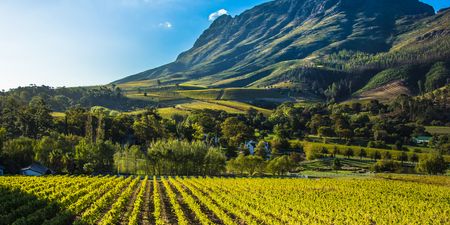 Mad about wine? Cape Town’s Wineland is top of our bucket list!